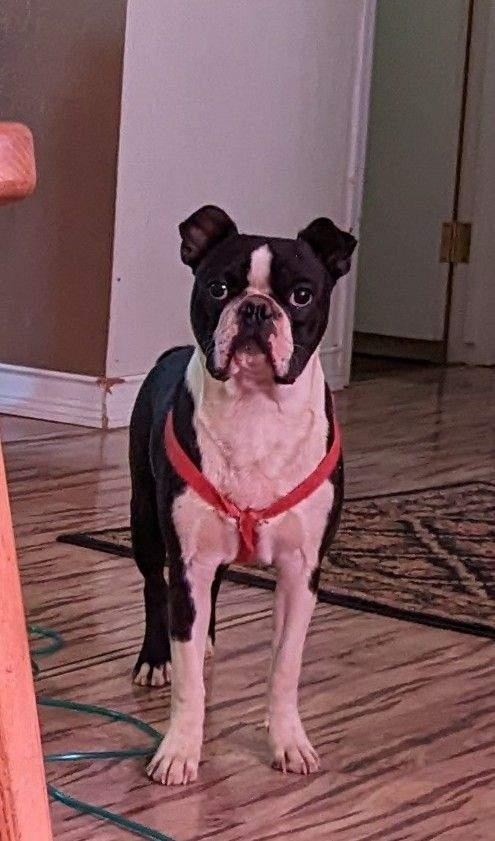 Ranger, a Adopted Boston Terrier in Scottsdale, AZ image 3/3