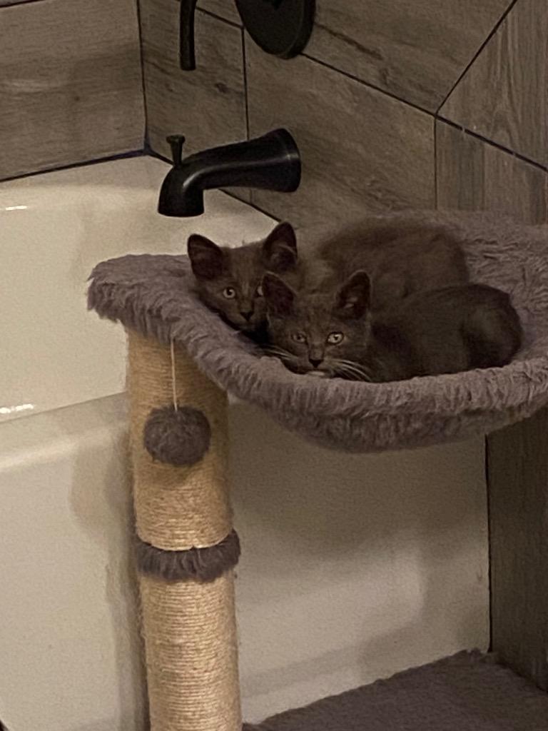 Bandit (Bonded with Smokey), Adoptable, Kitten Male Domestic Short Hair.