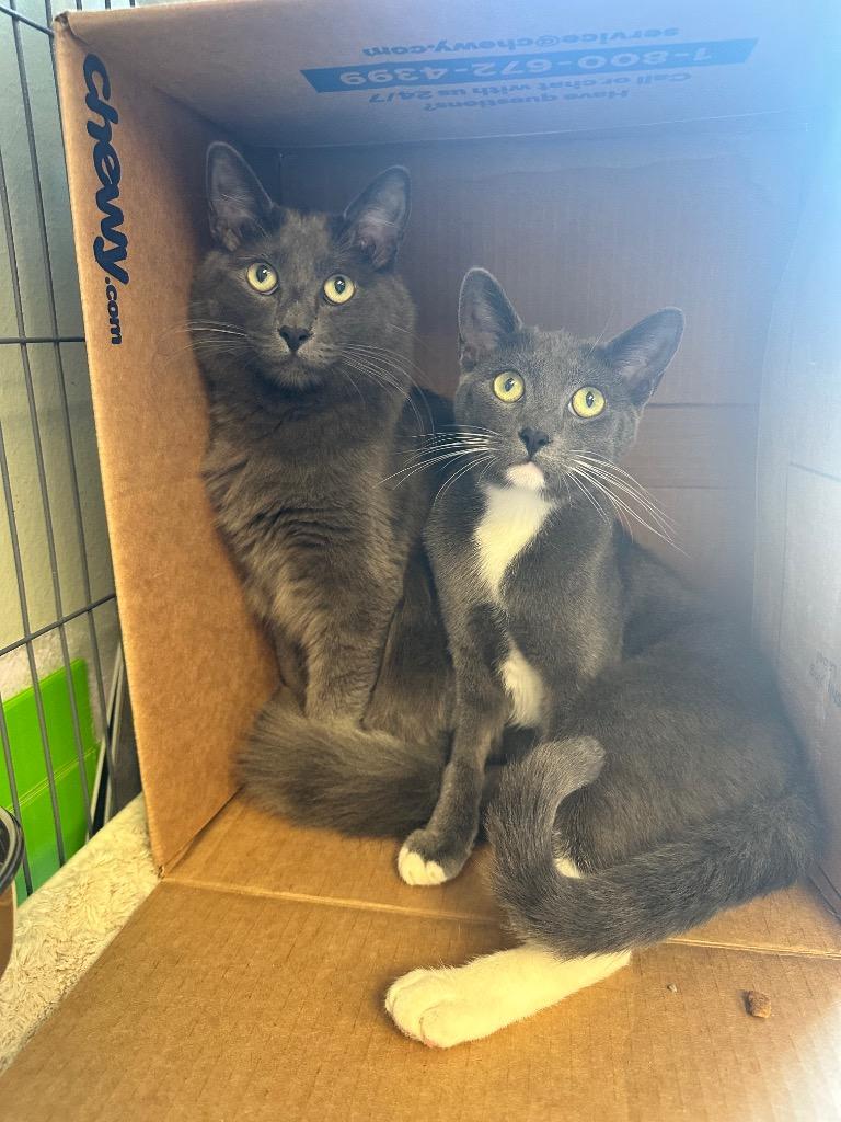 Enlarge Bandit (Bonded with Smokey), a Adoptable Domestic Short Hair in Lewisville, TX image 2/6