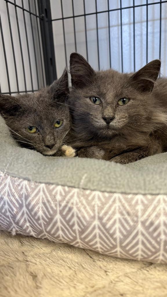 Enlarge Bandit (Bonded with Smokey), a Adoptable Domestic Short Hair in Lewisville, TX image 3/6