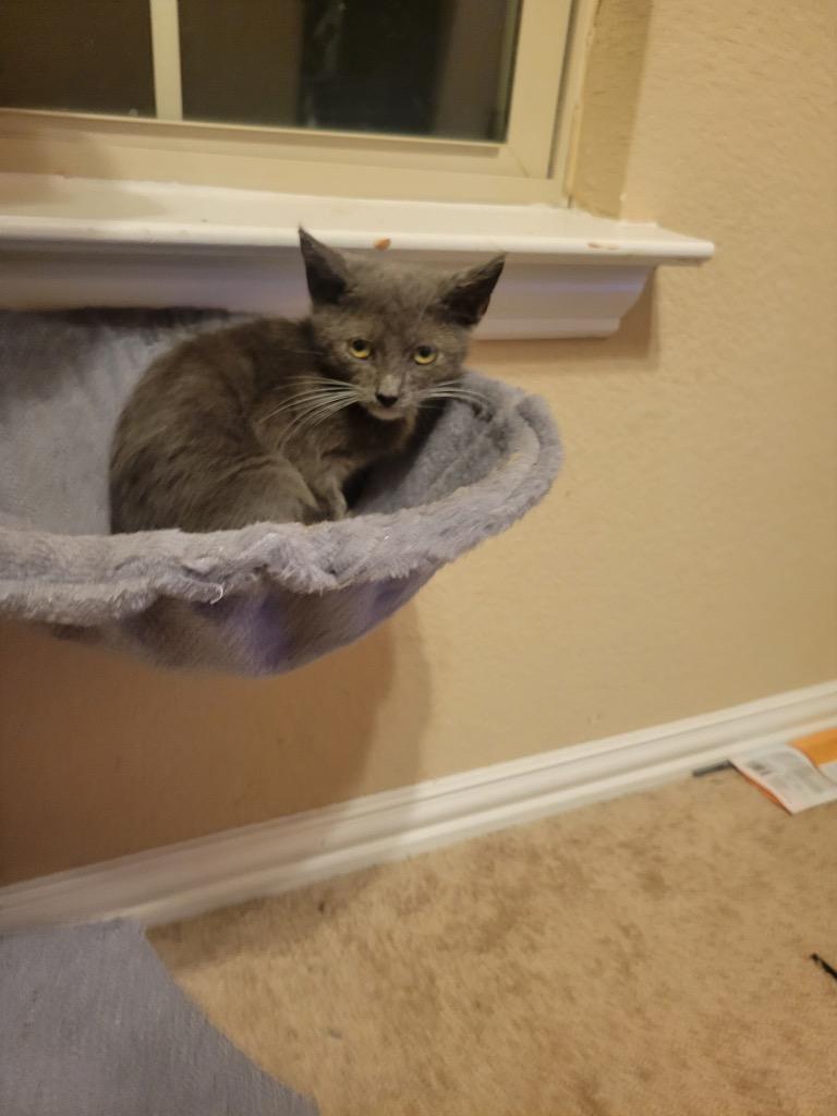 Enlarge Bandit (Bonded with Smokey), a Adoptable Domestic Short Hair in Lewisville, TX image 4/6