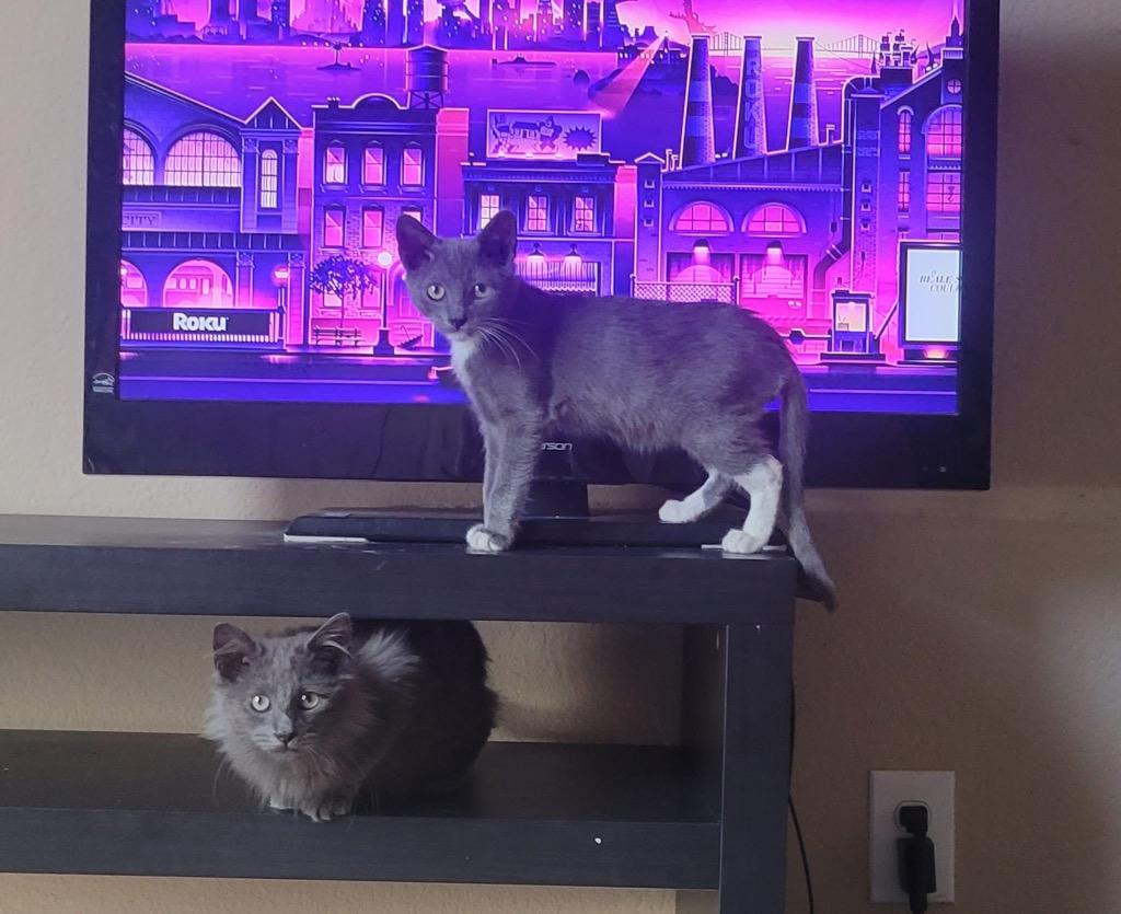 Enlarge Bandit (Bonded with Smokey), a Adoptable Domestic Short Hair in Lewisville, TX image 5/6