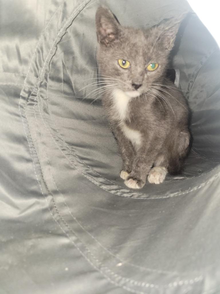 Enlarge Bandit (Bonded with Smokey), a Adoptable Domestic Short Hair in Lewisville, TX image 6/6