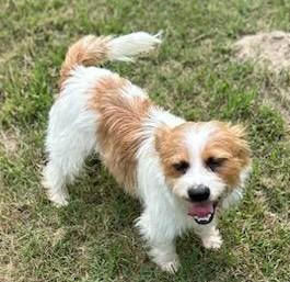 Charlie, a ADOPTABLE mixed breed in Ellicott City, MD image 5/5