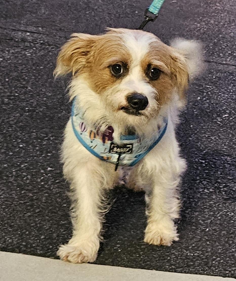 Charlie, a ADOPTABLE mixed breed in Ellicott City, MD image 2/5