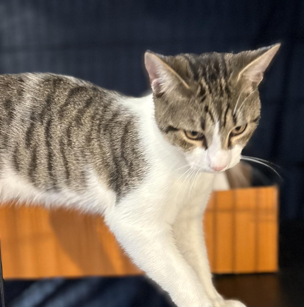 Emmett, a Adoptable Domestic Short Hair in Orlando, FL image 2/3