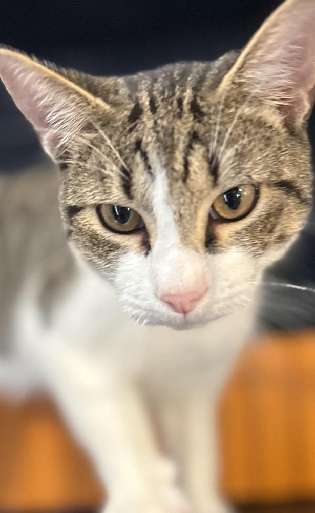 Emmett, a Adoptable Domestic Short Hair in Orlando, FL image 3/3