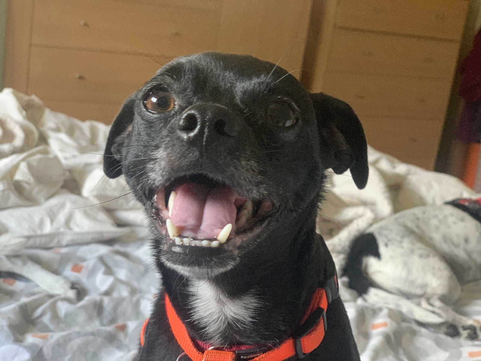 Elton (VA), Adoptable, Adult Male Rat Terrier & Chihuahua.