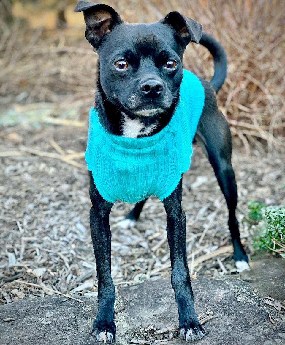 Elton (VA), a Adoptable mixed breed in Alexandria, VA image 1/3