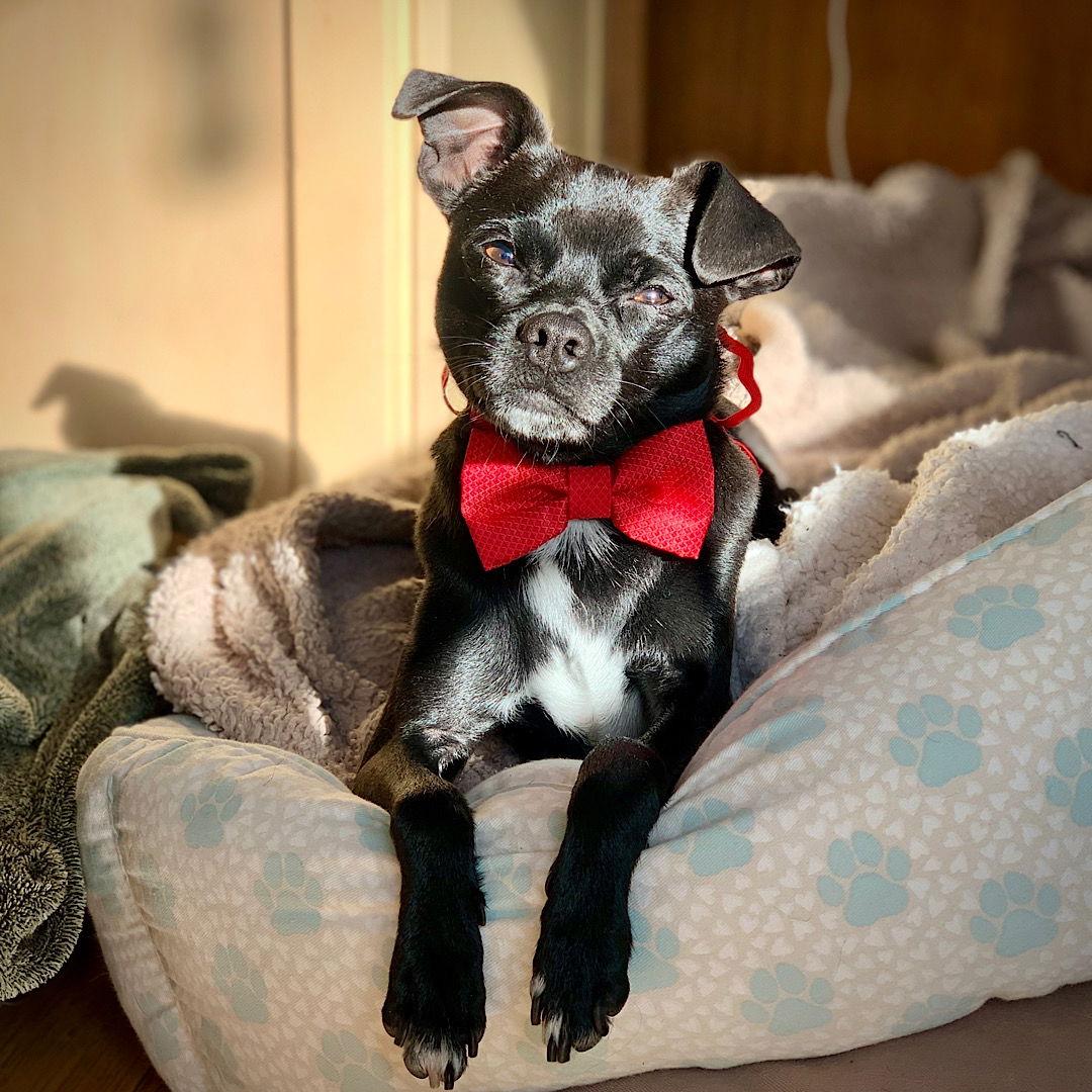 Elton (VA), a Adoptable mixed breed in Alexandria, VA image 3/3