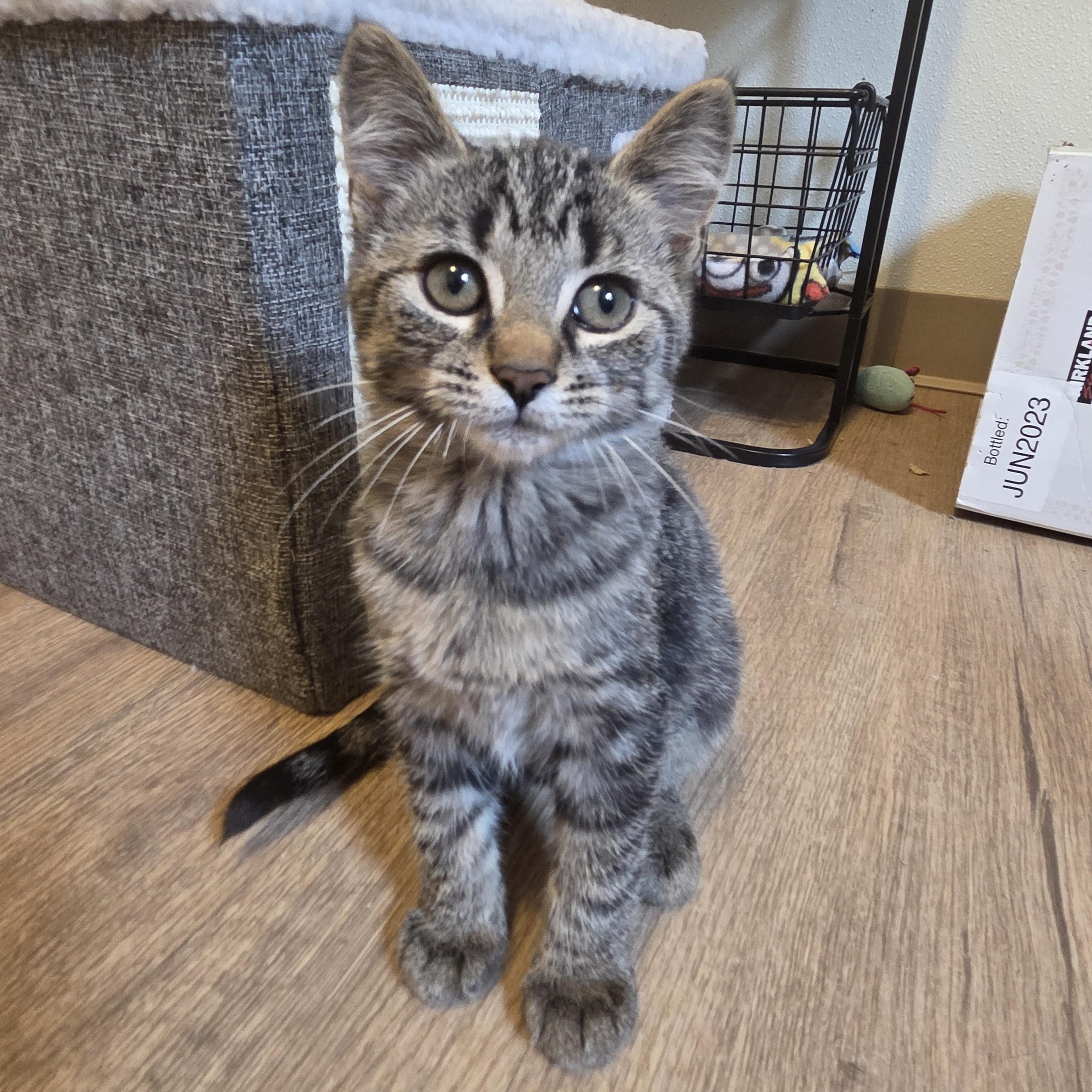 Robin, Adoptable, Kitten Female Domestic Short Hair.