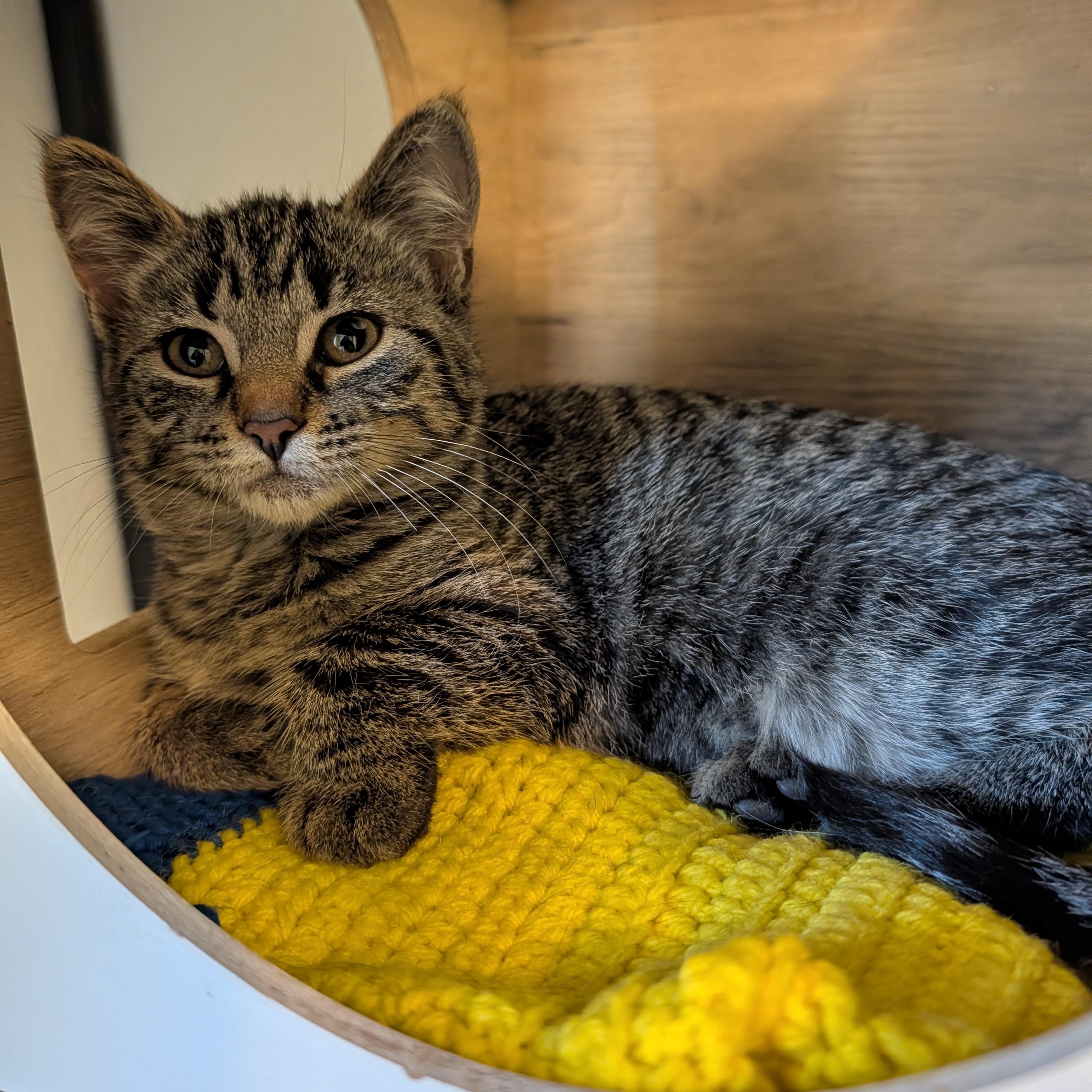 Enlarge Robin, a Adoptable Domestic Short Hair in Manistique, MI image 3/3