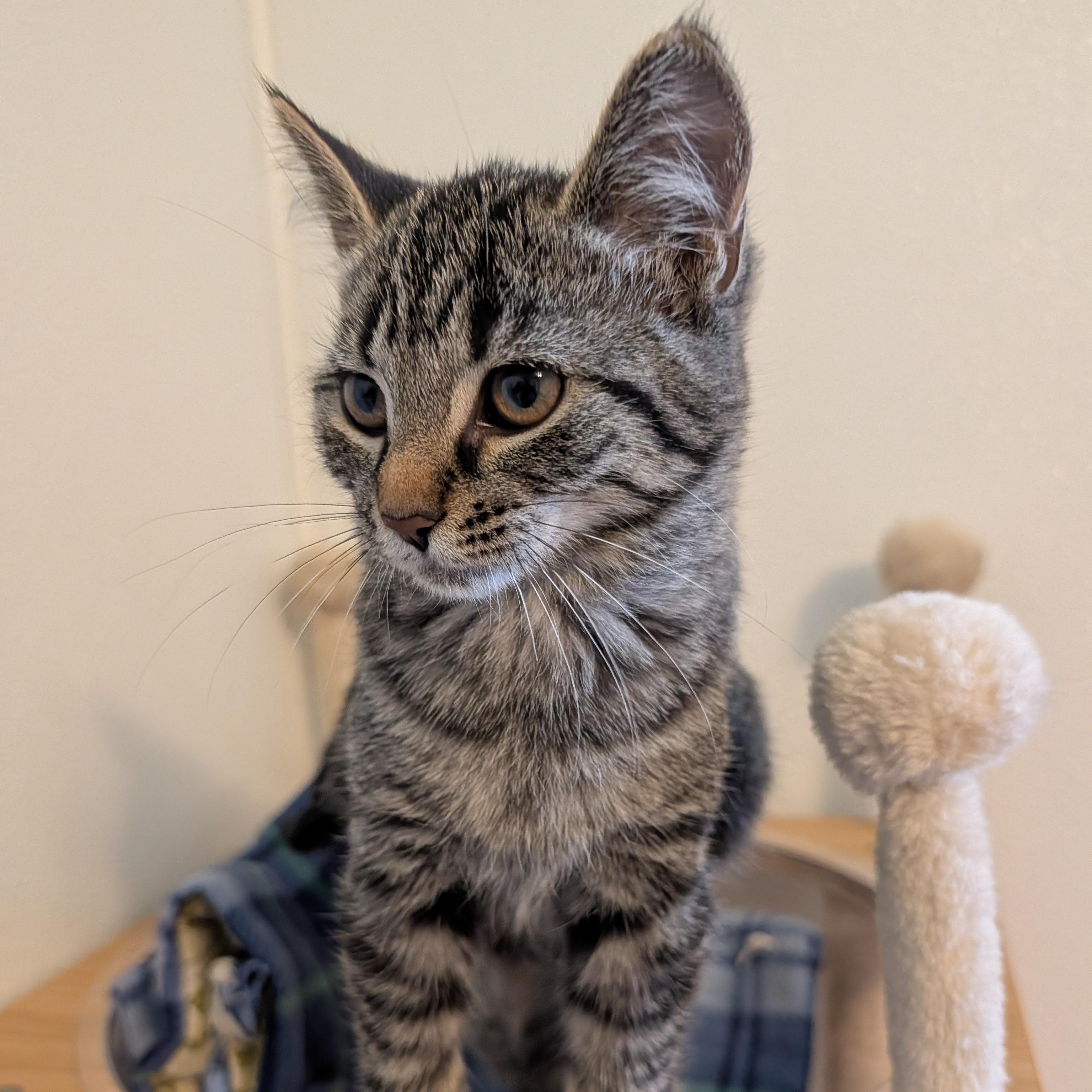 Enlarge Robin, a Adoptable Domestic Short Hair in Manistique, MI image 2/3