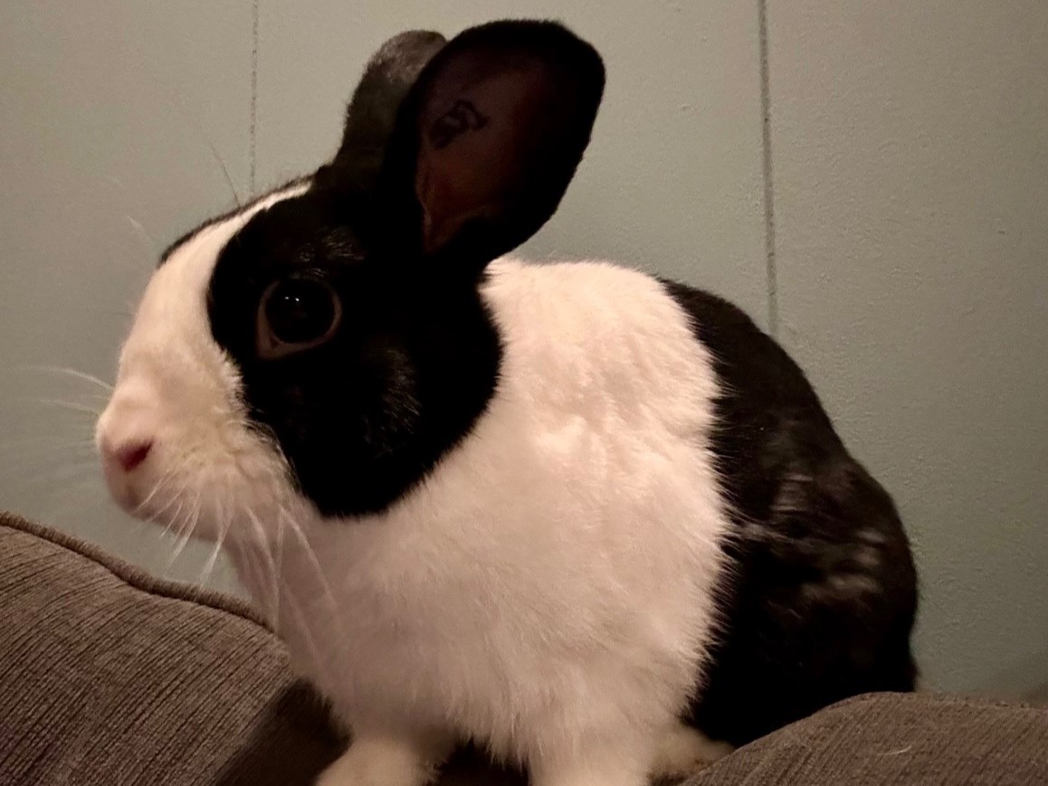 Xander, a Adopted Dutch in Lee's Summit, MO image 1/2