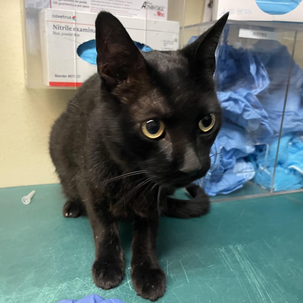 Murphy, Adoptable, Senior Male Domestic Short Hair.