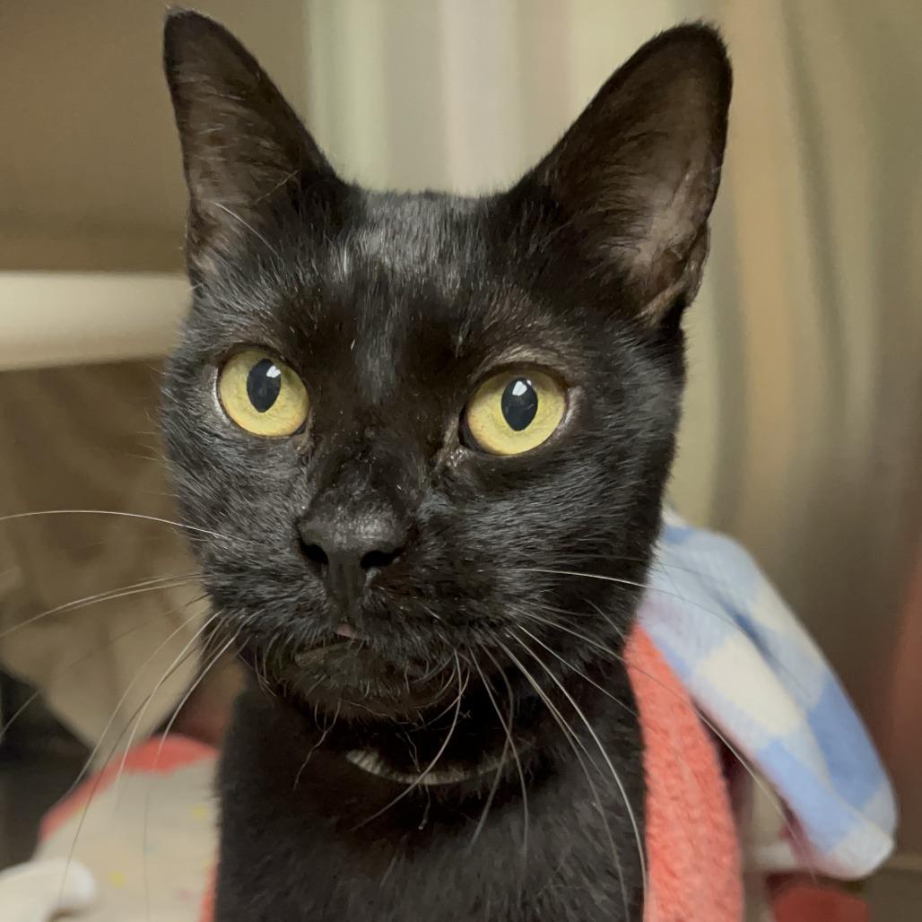 Murphy, a Adoptable Domestic Short Hair in Pasadena, CA image 2/2