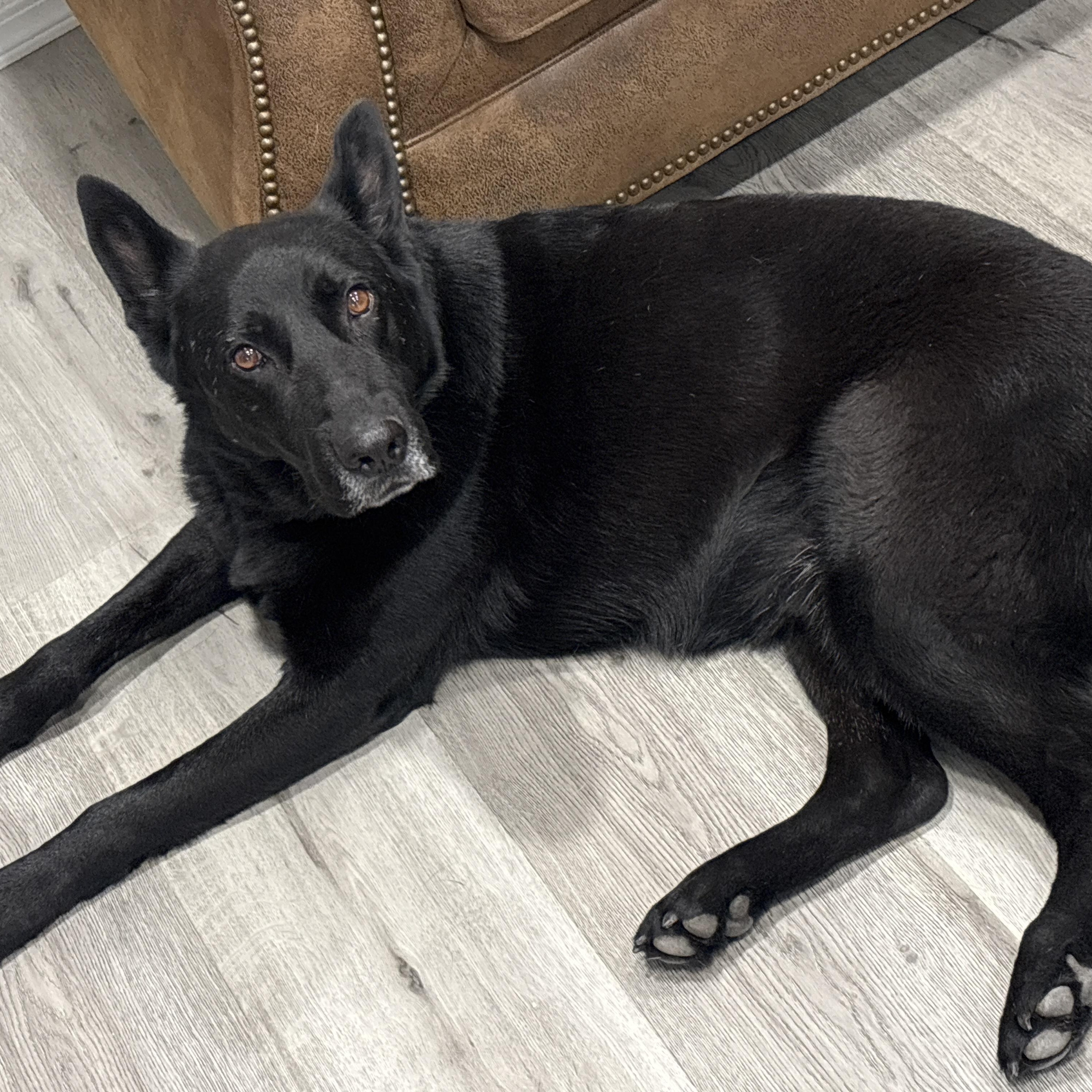 Maverick *COURTESY POST*, ADOPTABLE, Senior Male German Shepherd Dog.
