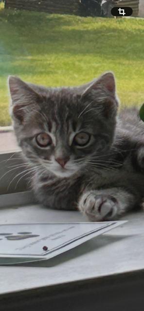 TABITHA & HONEYBEAR, a ADOPTABLE Tabby in Churchville, PA image 4/6