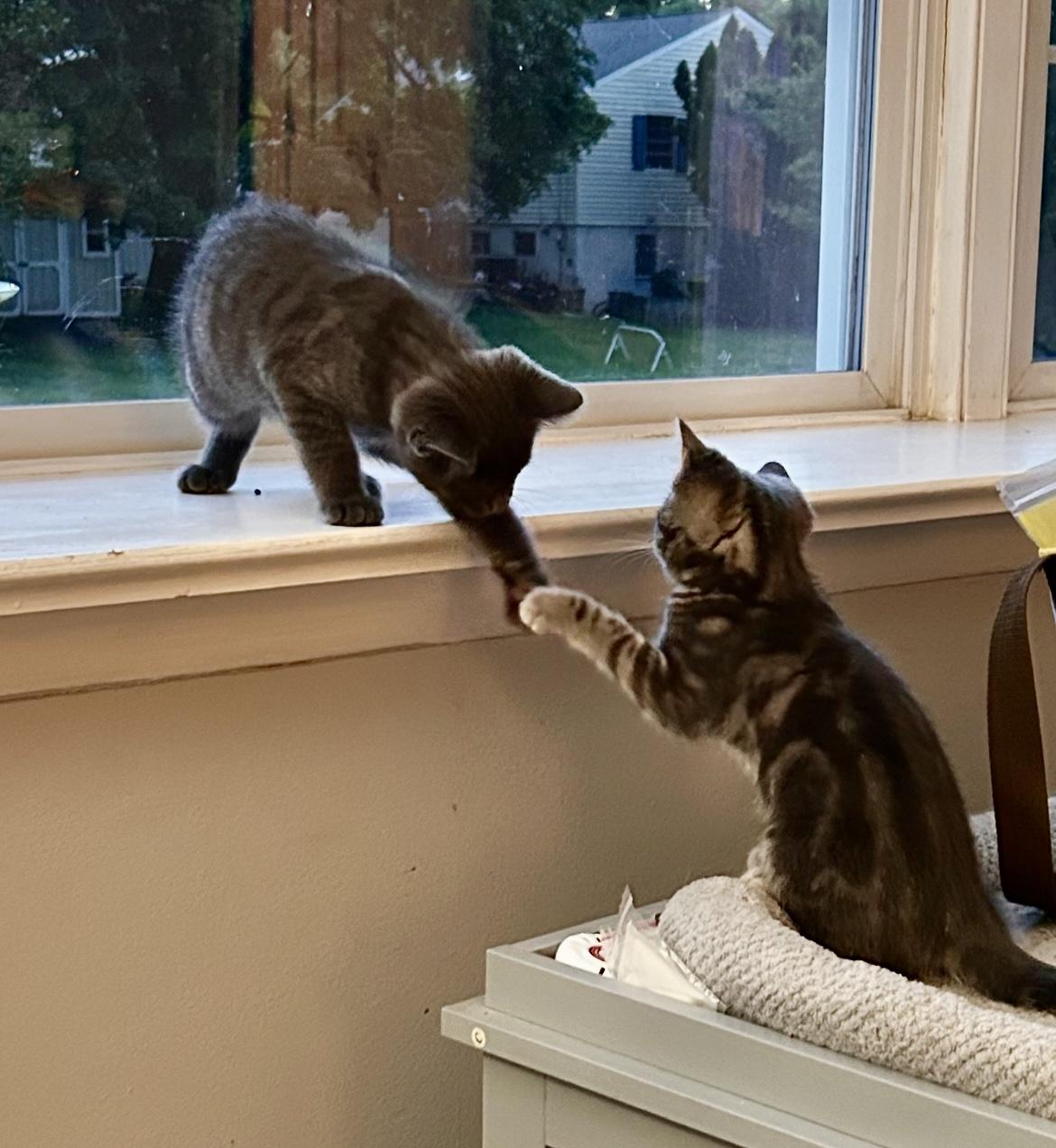 TABITHA & HONEYBEAR, a ADOPTABLE Tabby in Churchville, PA image 5/6