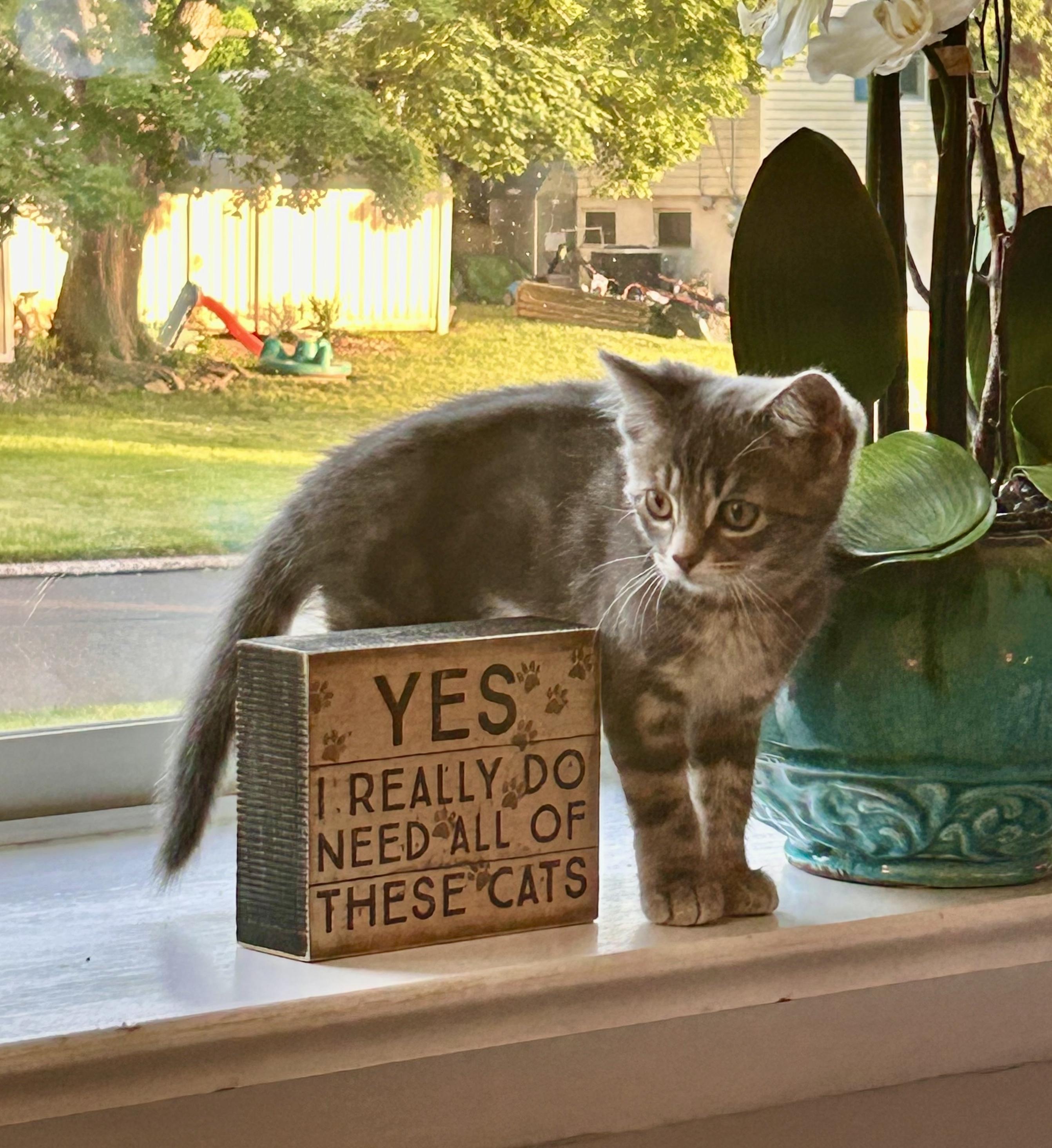 TABITHA & HONEYBEAR, a ADOPTABLE Tabby in Churchville, PA image 3/6