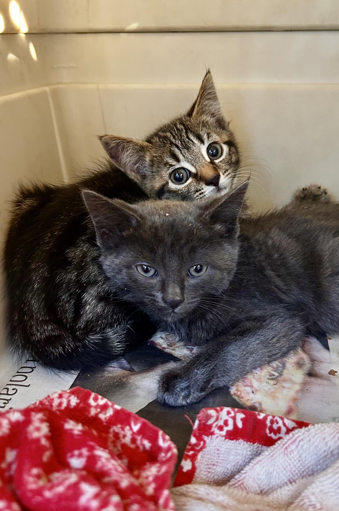 TABITHA & HONEYBEAR, a ADOPTABLE Tabby in Churchville, PA image 6/6
