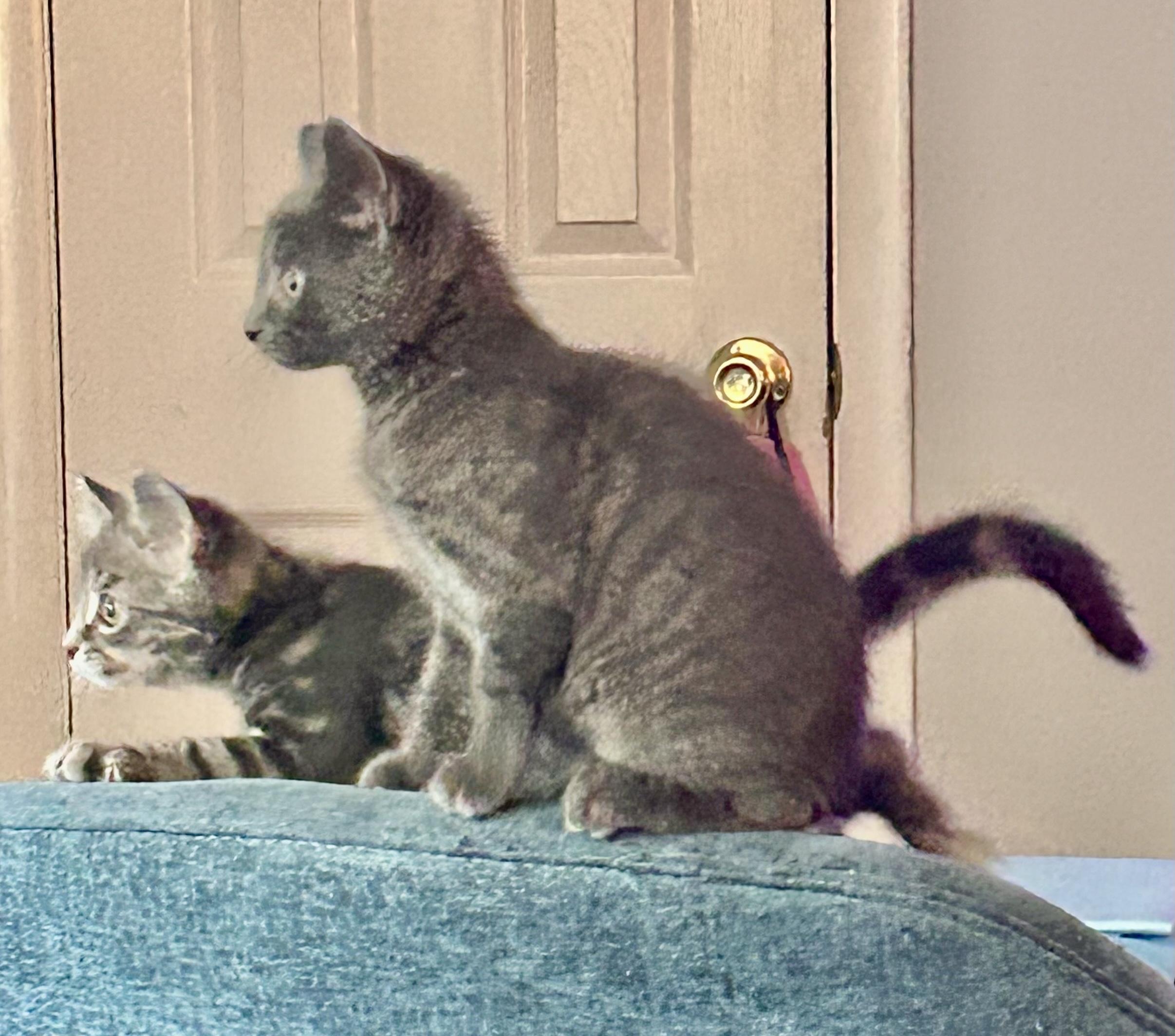 TABITHA & HONEYBEAR, ADOPTABLE, Kitten Female Tabby.