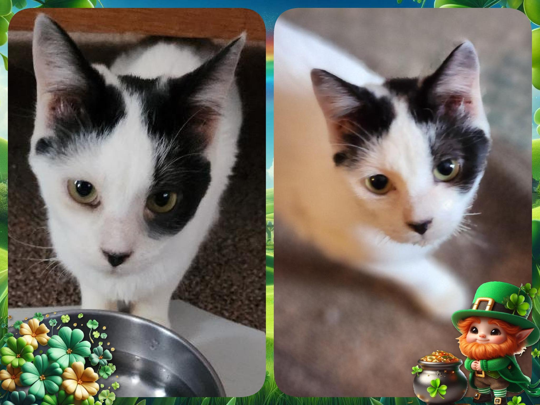 Last Ocho Girl, ADOPTABLE, Kitten Female Domestic Short Hair.