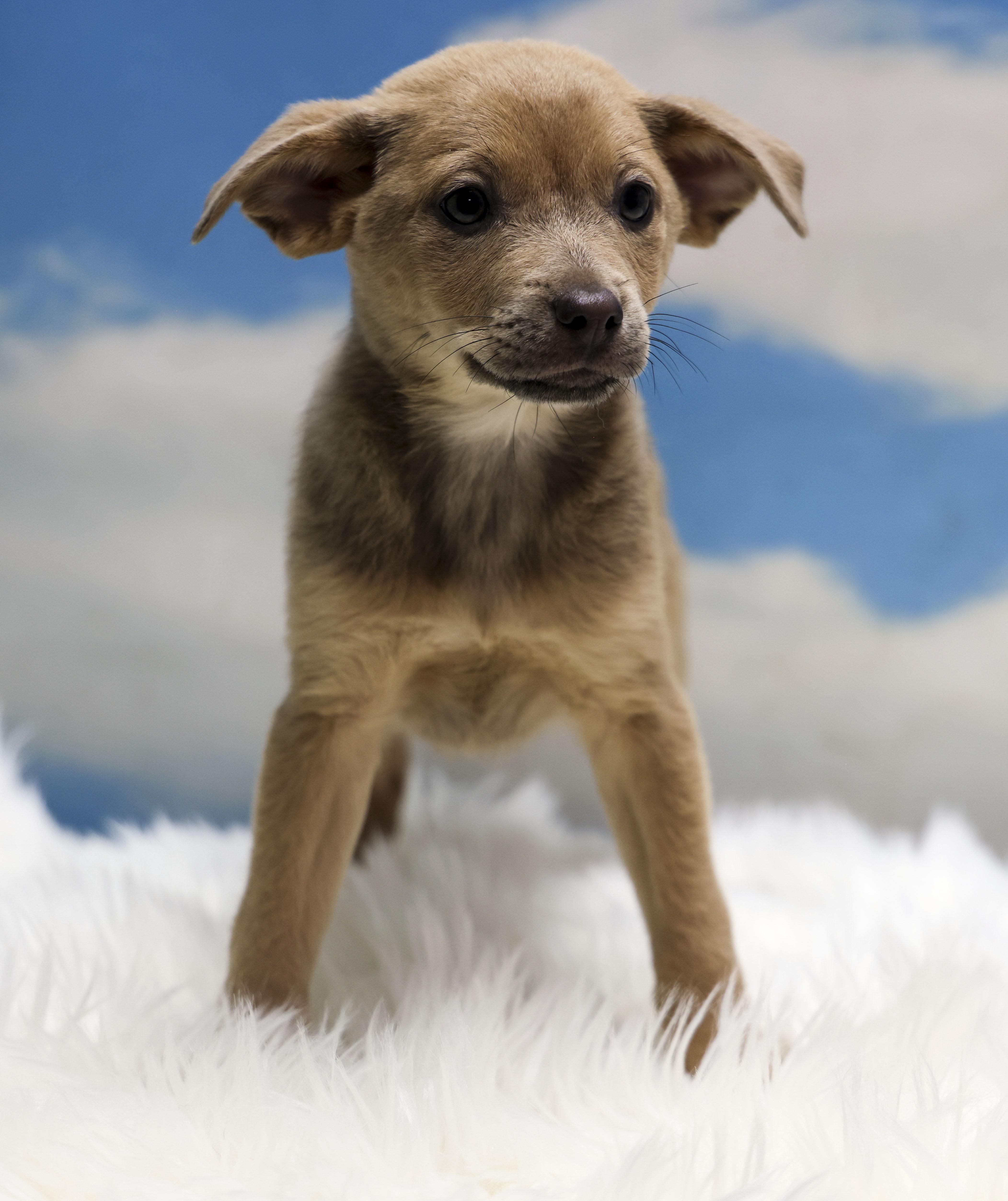 Enlarge Faith, an adopted Mixed Breed in Casa Grande, AZ image 3/3