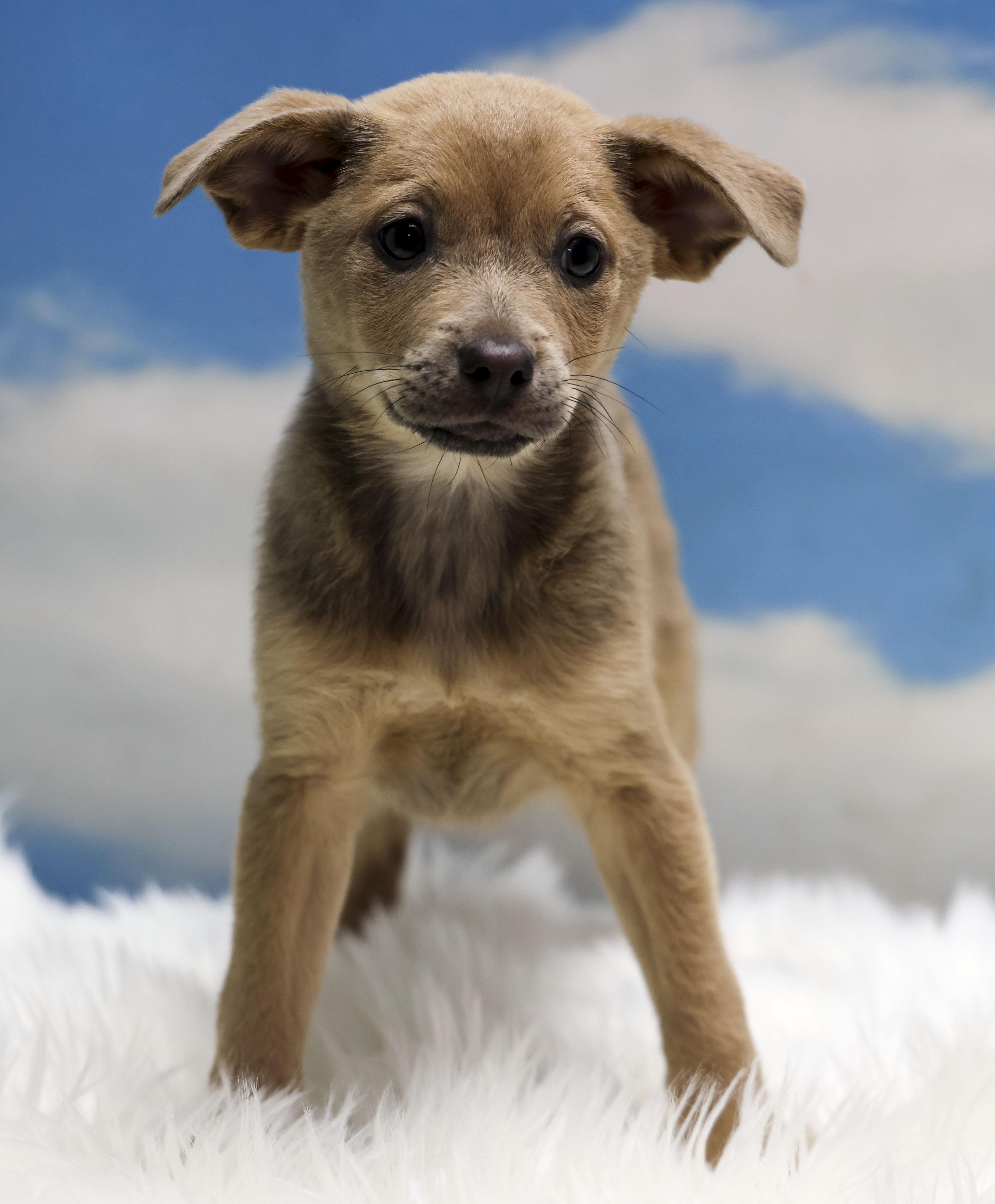 Enlarge Faith, an adopted Mixed Breed in Casa Grande, AZ image 2/3