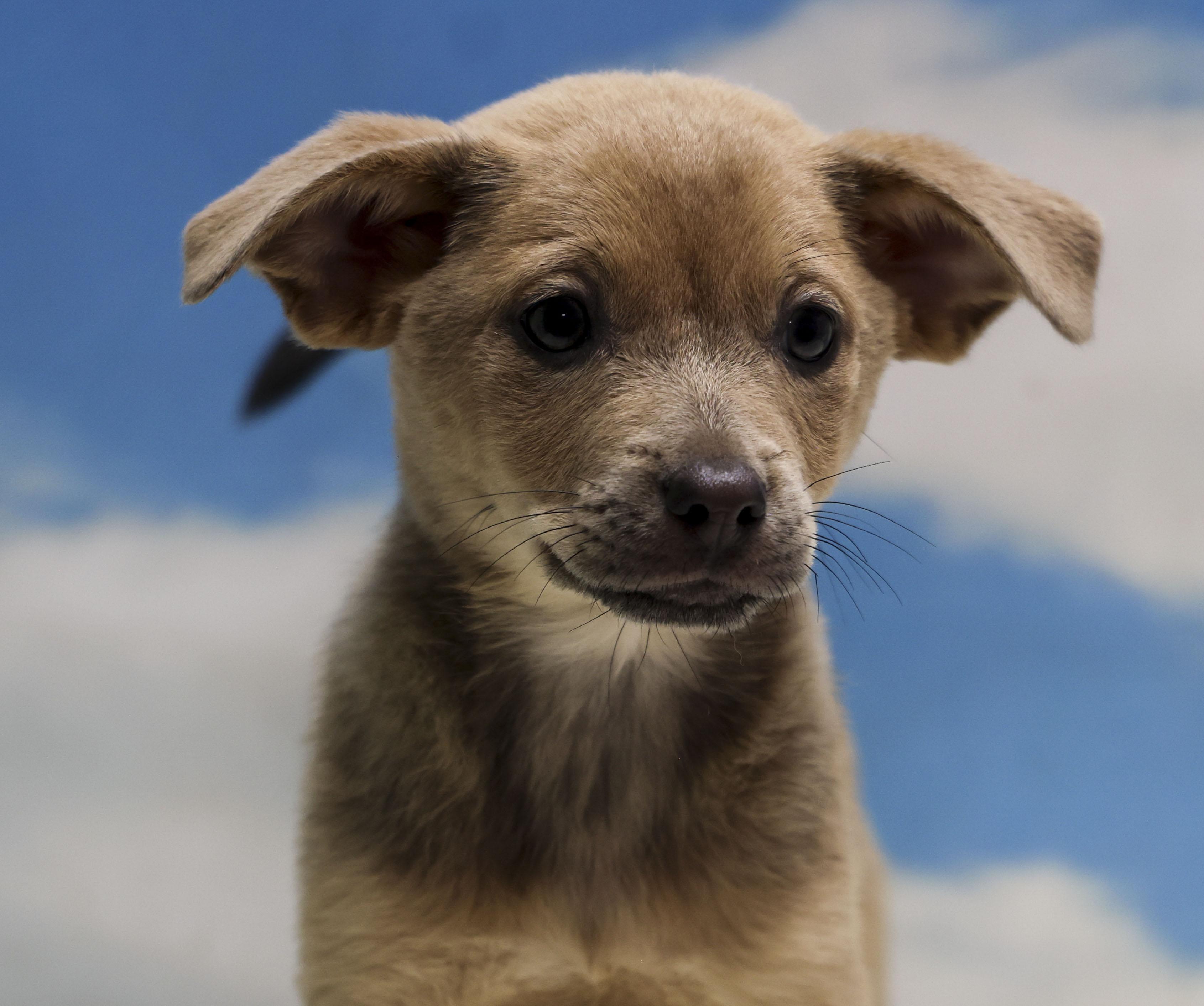 Enlarge Faith, an adopted Mixed Breed in Casa Grande, AZ image 1/3