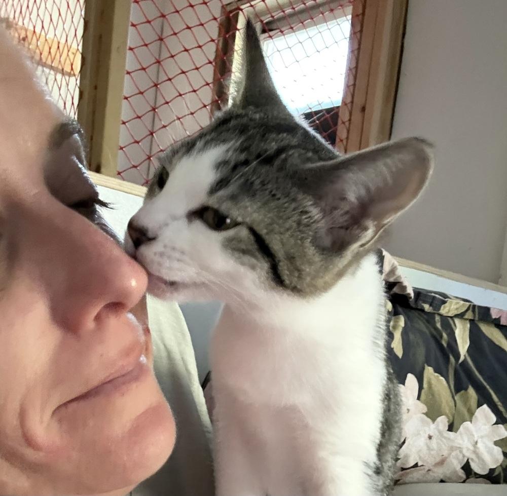 Toonces, Adopted, Kitten Female Domestic Short Hair.