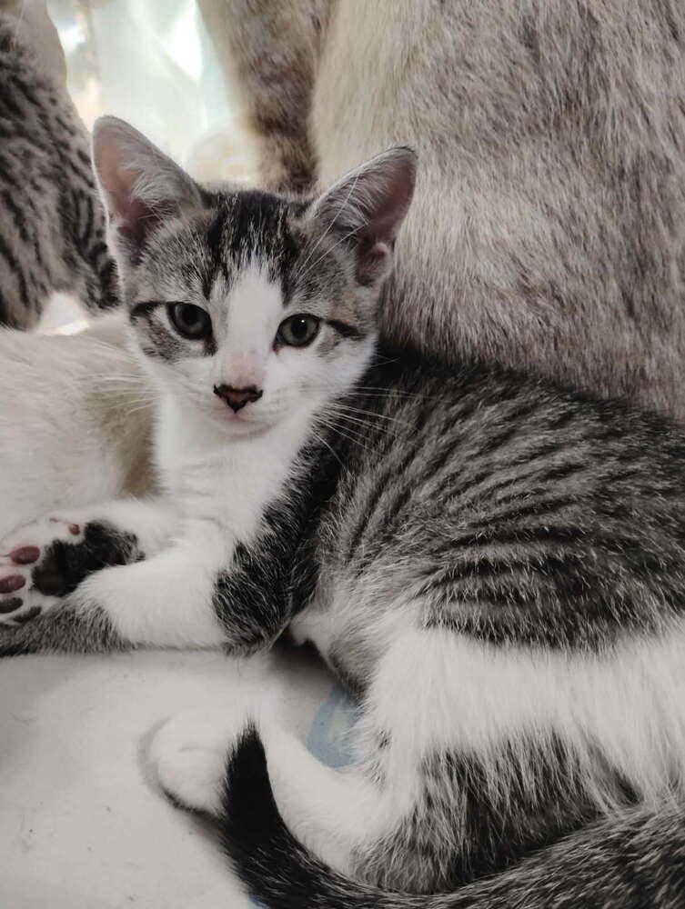 Enlarge Toonces, a Adopted mixed breed in Saint Augustine, FL image 2/5