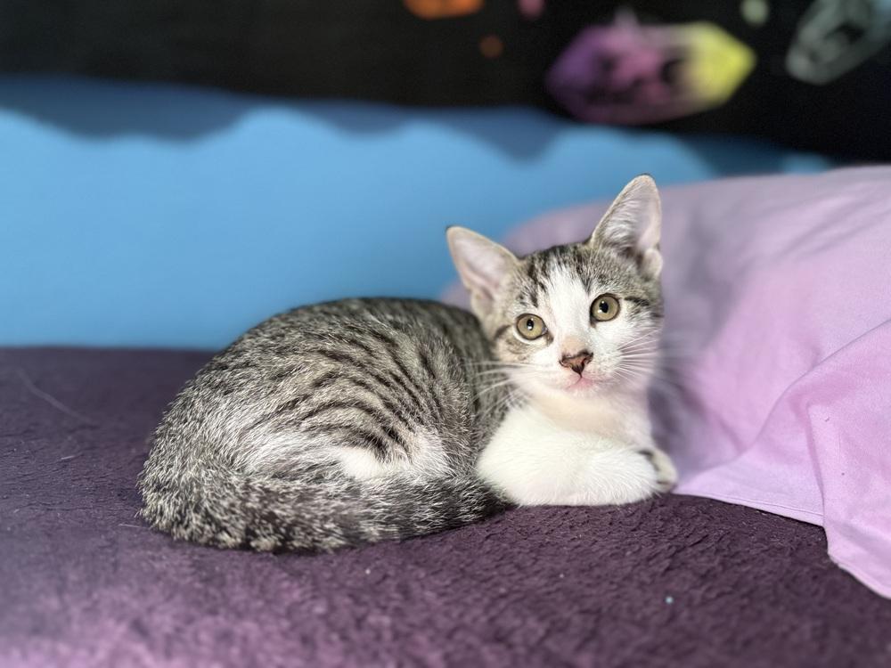 Enlarge Toonces, a Adopted mixed breed in Saint Augustine, FL image 3/5