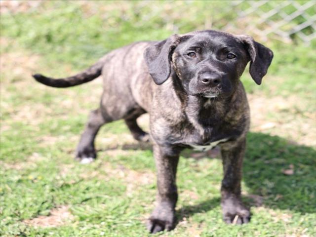 A515903, Adoptable, Puppy Female Cane Corso & Mixed Breed.