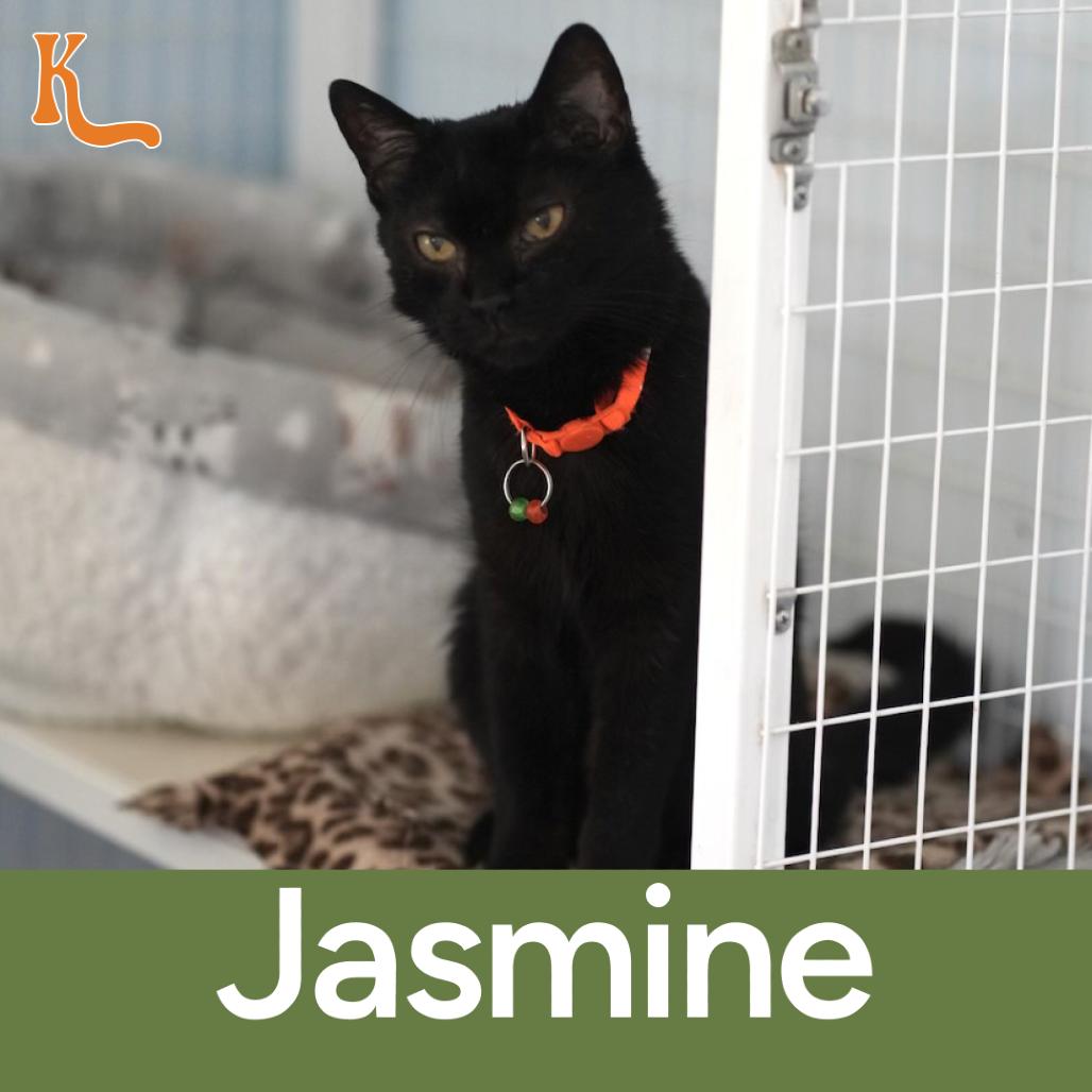 Enlarge Jasmine, a Adoptable Domestic Short Hair in Desert Hot Springs, CA image 1/1