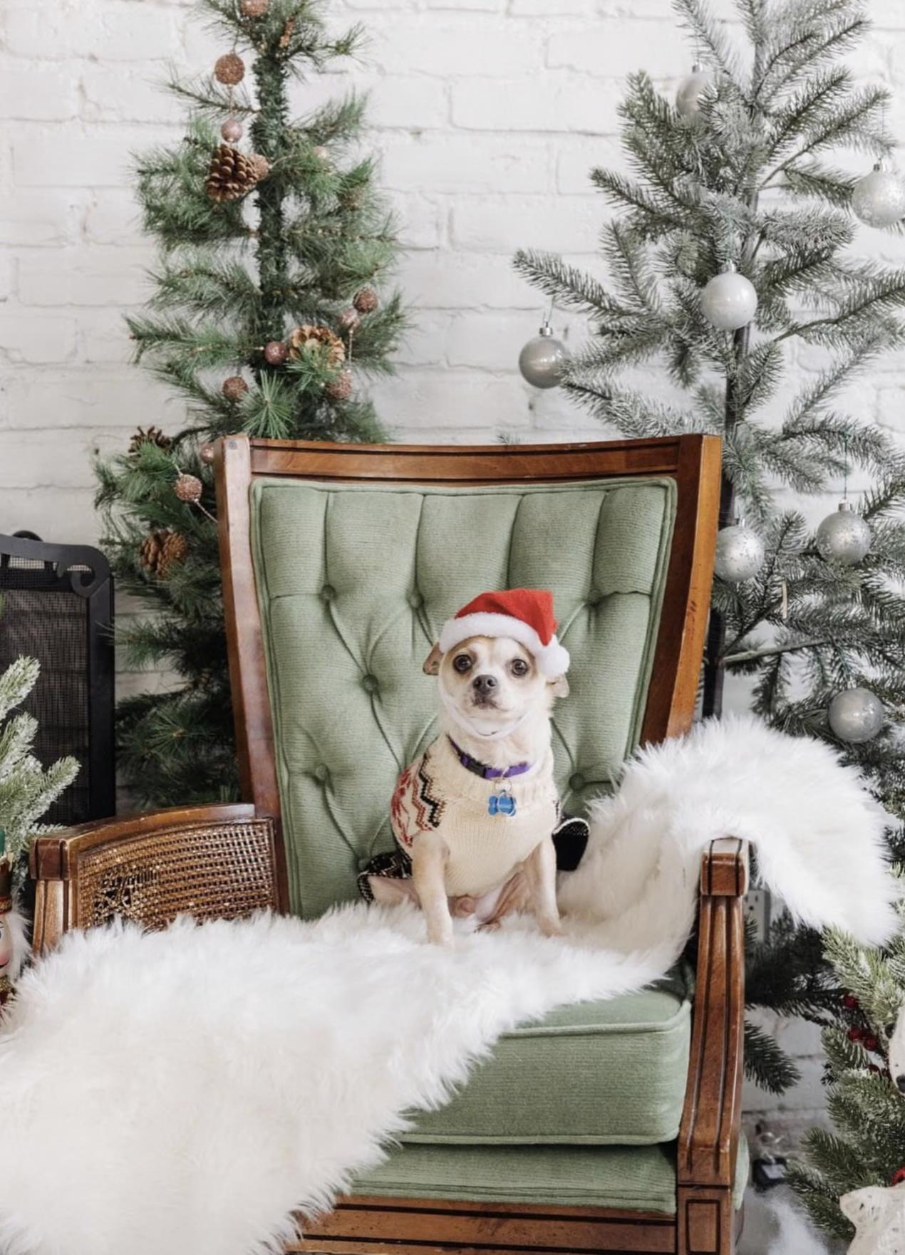 Enlarge TURBO, a ADOPTABLE Chihuahua in Philadelphia, PA image 3/5