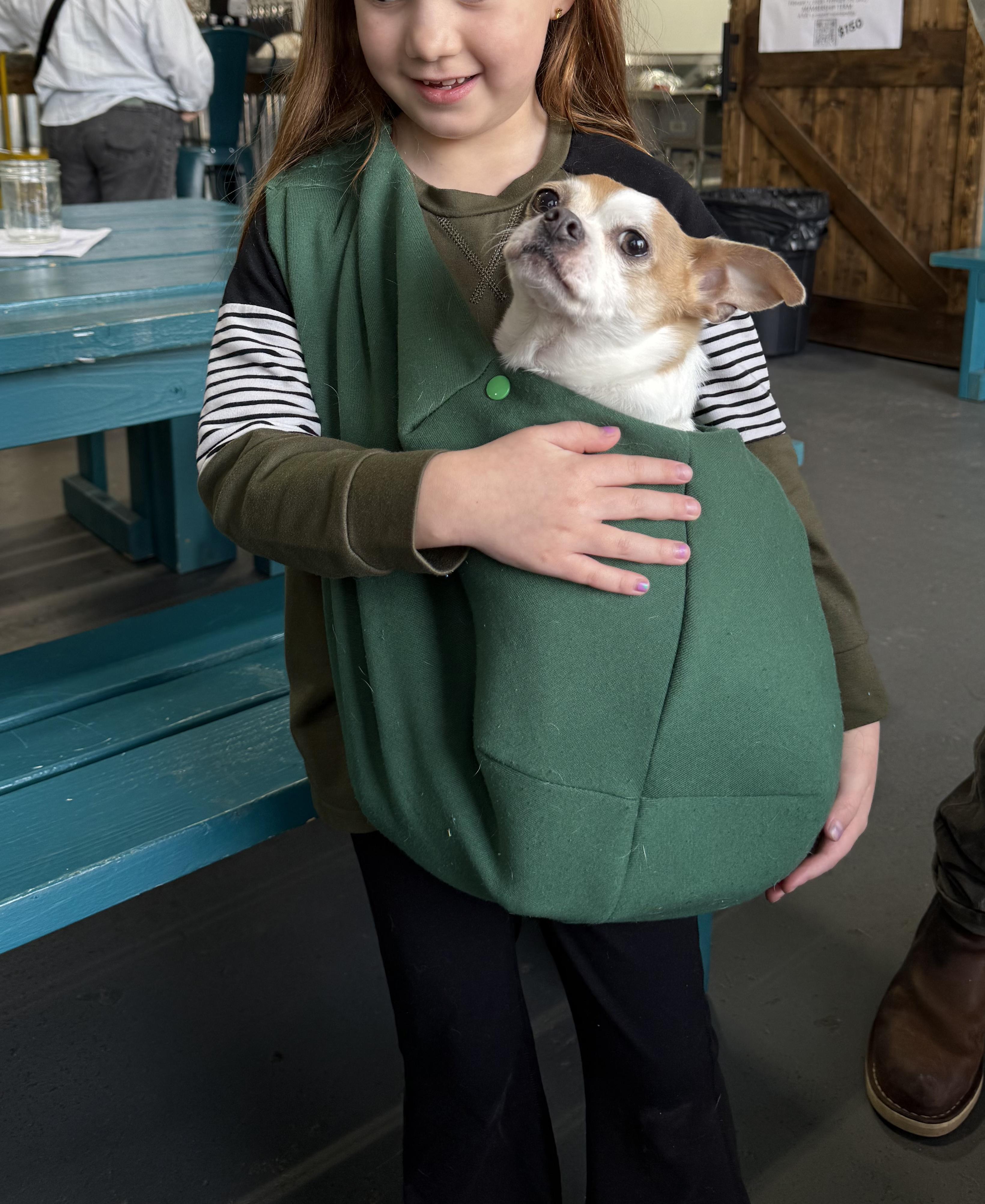 Enlarge TURBO, a ADOPTABLE Chihuahua in Philadelphia, PA image 5/5