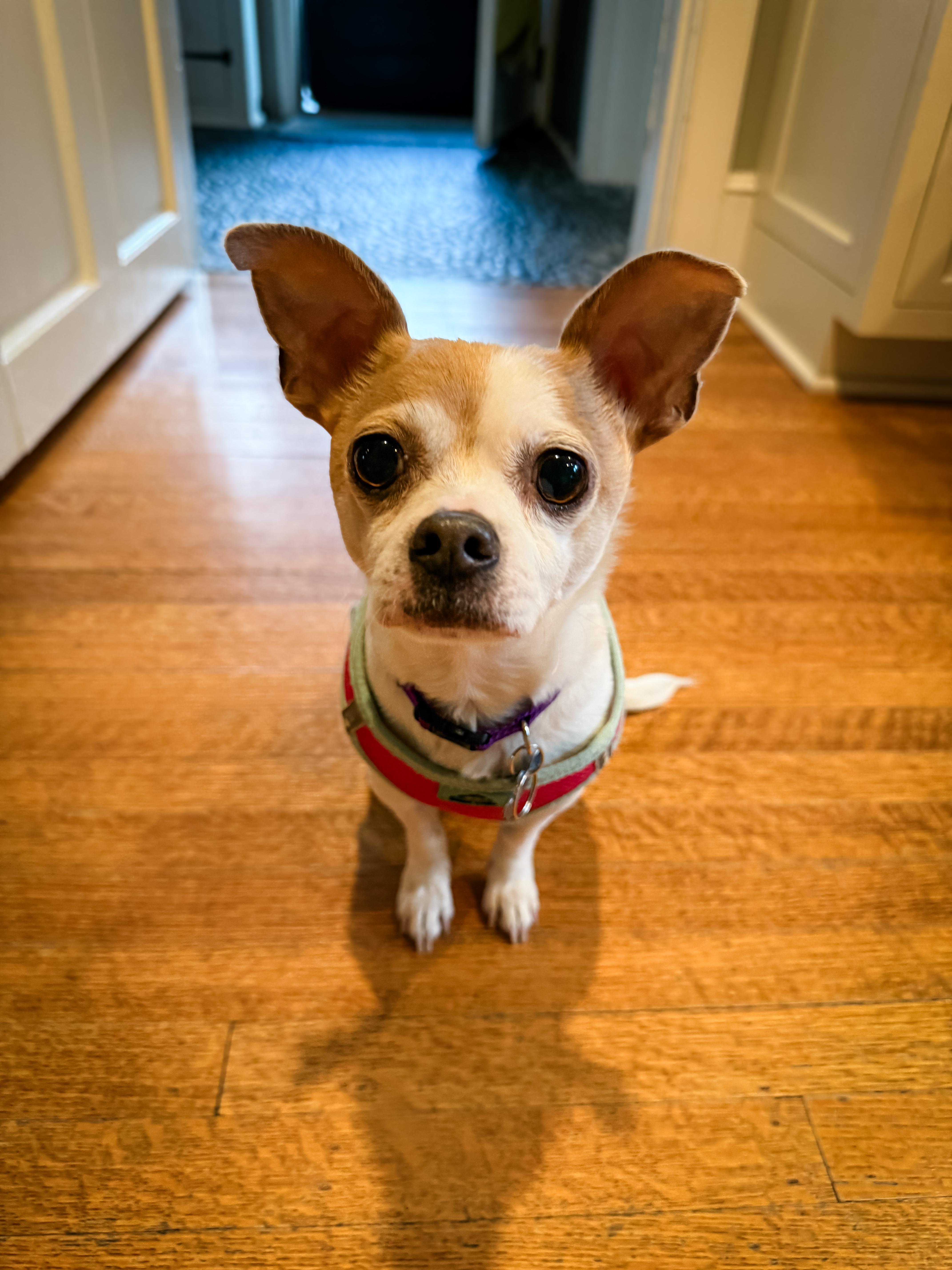 Enlarge TURBO, a ADOPTABLE Chihuahua in Philadelphia, PA image 2/5
