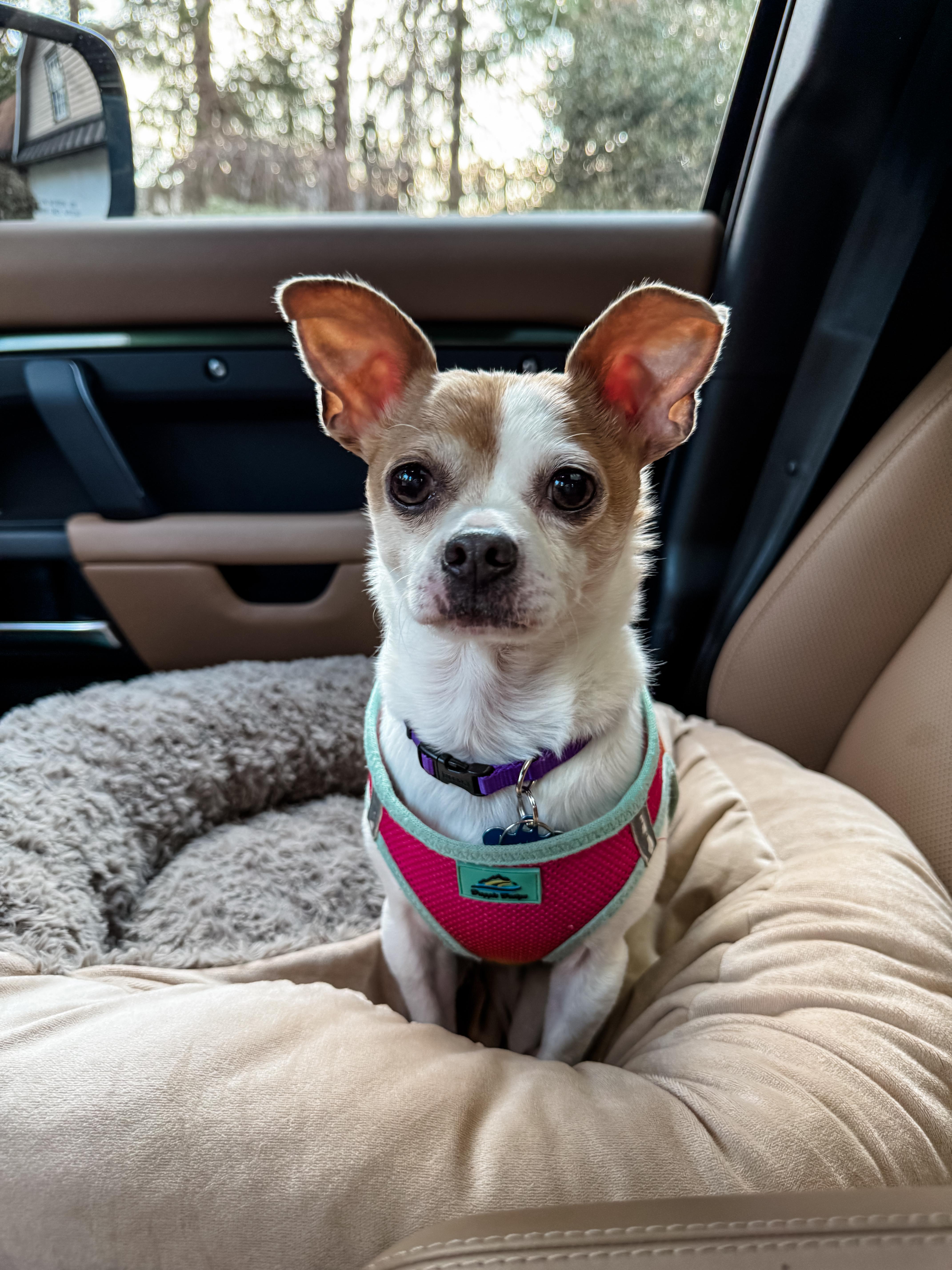 Enlarge TURBO, a ADOPTABLE Chihuahua in Philadelphia, PA image 1/5