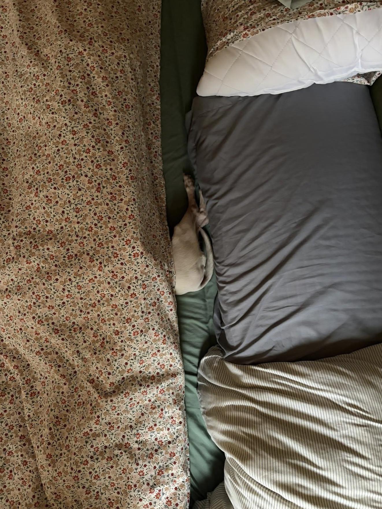 Enlarge TURBO, a ADOPTABLE Chihuahua in Philadelphia, PA image 4/5