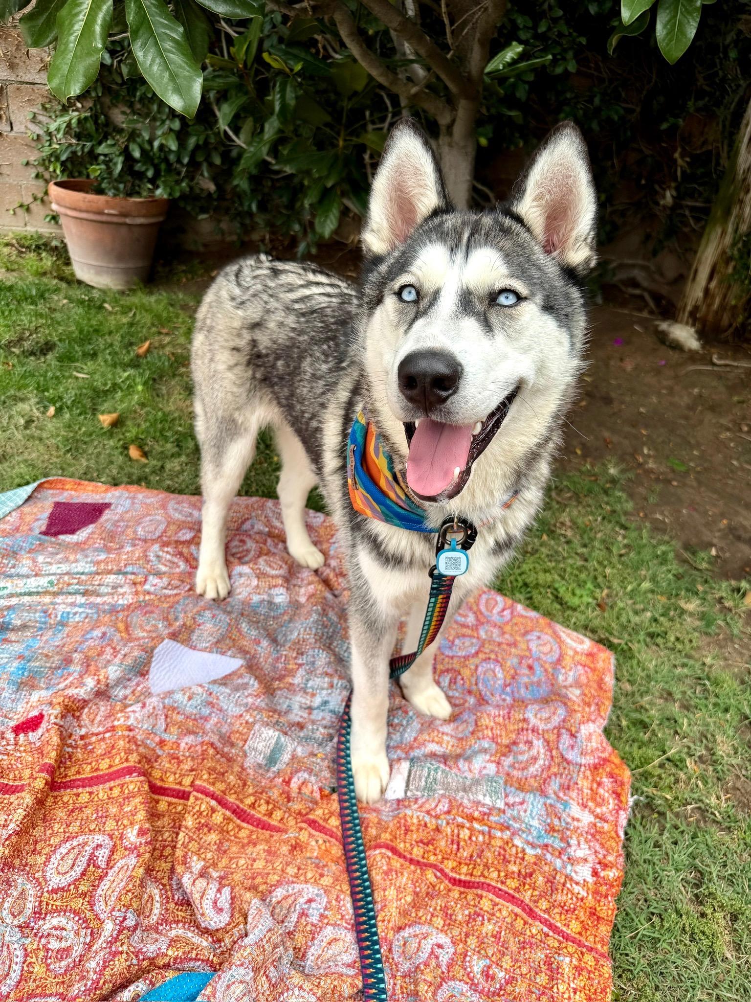 Damien, Adoptable, Young Male Husky.