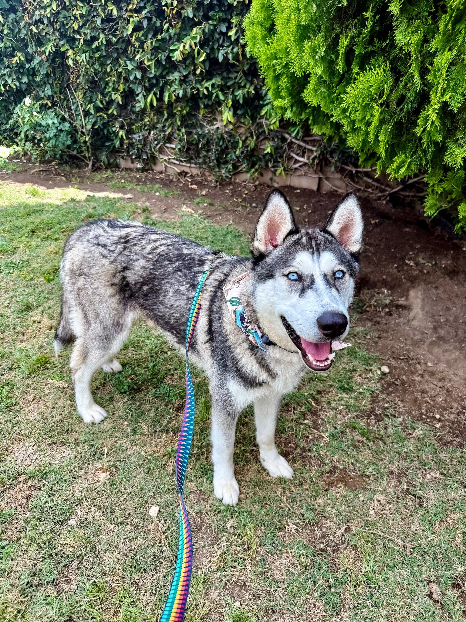 Enlarge Damien, a Adoptable Husky in Philomath, OR image 4/6