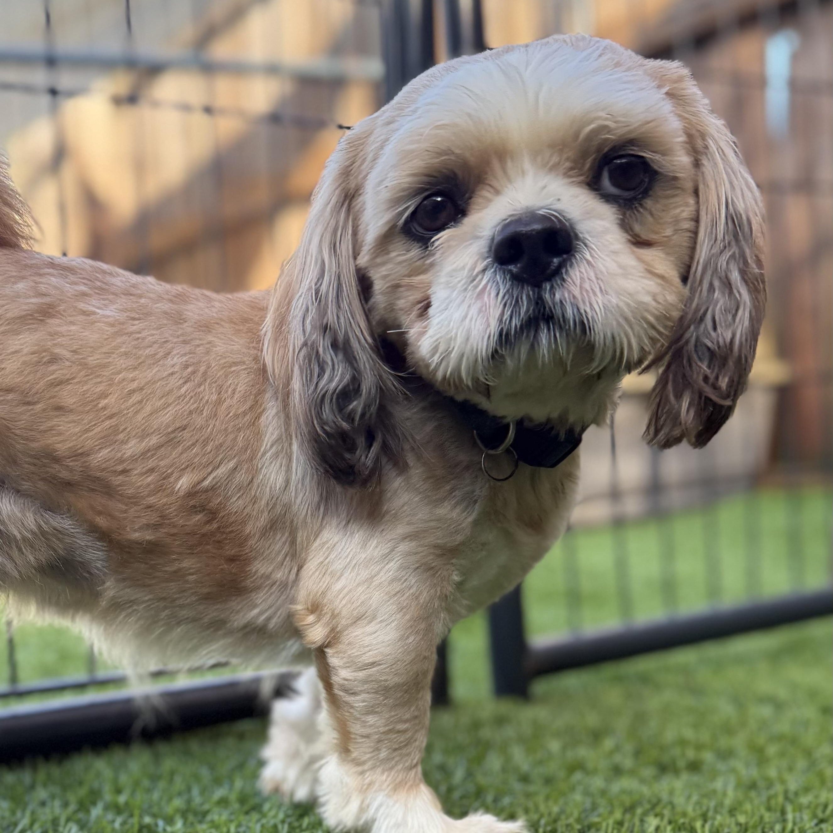 Buttercup, ADOPTABLE, Adult Male Shih Tzu.