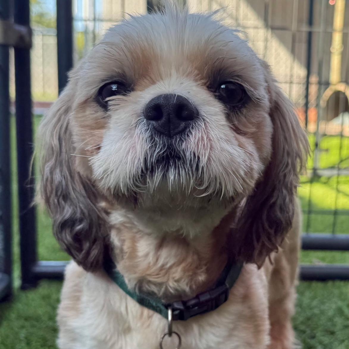Enlarge Buttercup, a ADOPTABLE Shih Tzu in Anderson, SC image 3/3