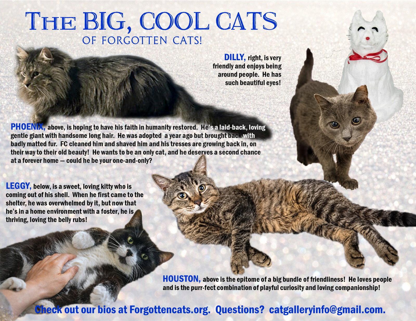 Big Cats:  11+ pounds, Part 3, Adoptable, Adult Male Domestic Short Hair.