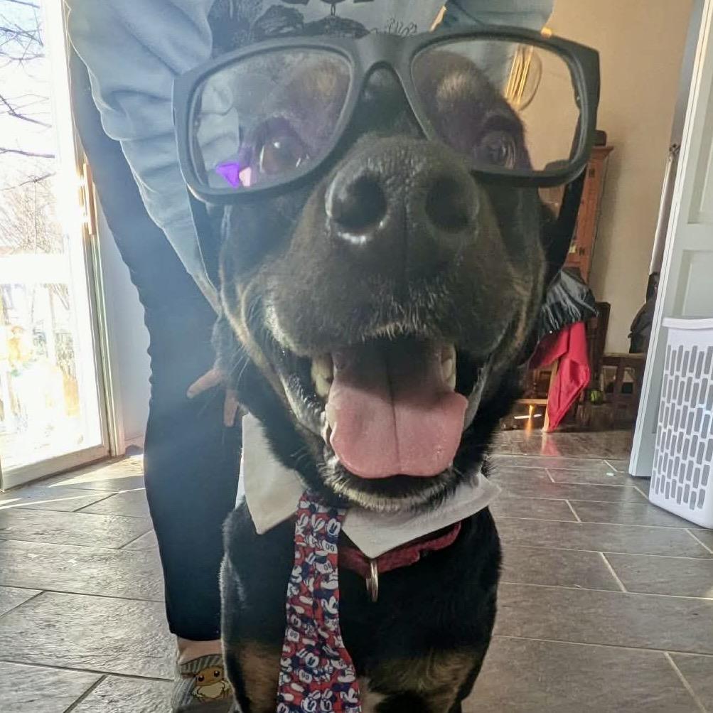 Enlarge Benedict, a Adoptable mixed breed in Peculiar, MO image 1/6