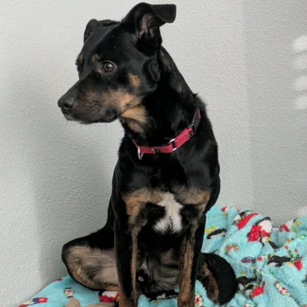 Enlarge Benedict, a Adoptable mixed breed in Peculiar, MO image 2/6