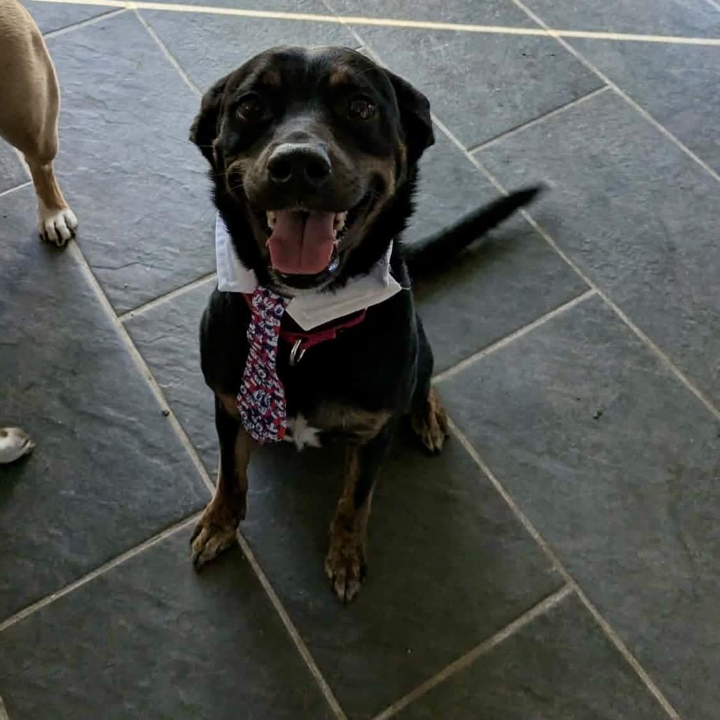 Enlarge Benedict, a Adoptable mixed breed in Peculiar, MO image 3/6