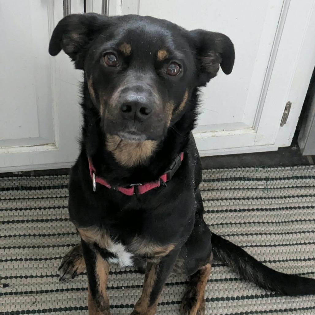 Enlarge Benedict, a Adoptable mixed breed in Peculiar, MO image 4/6