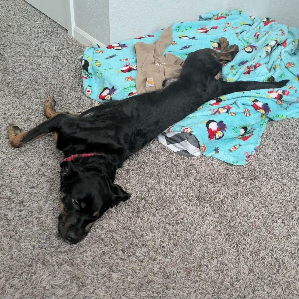 Enlarge Benedict, a Adoptable mixed breed in Peculiar, MO image 5/6